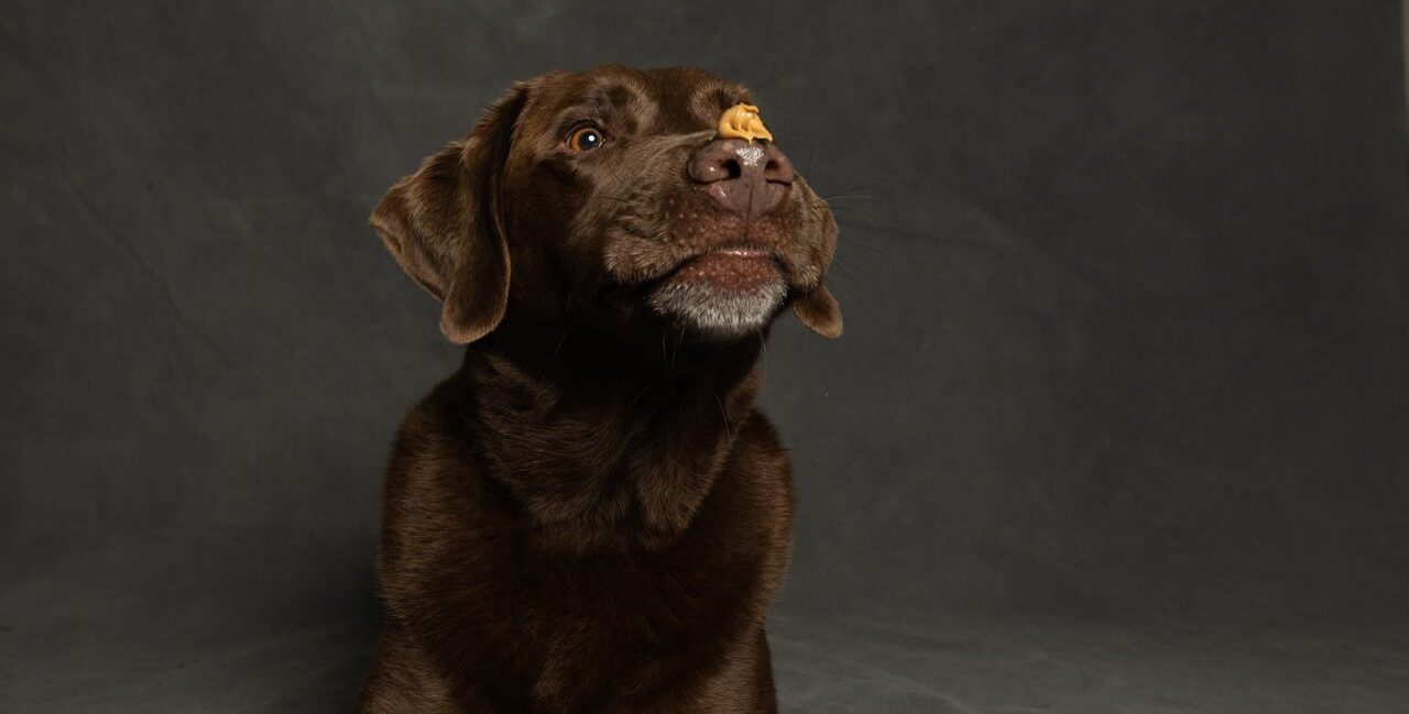 compléments alimentaires chien