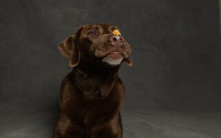 compléments alimentaires chien