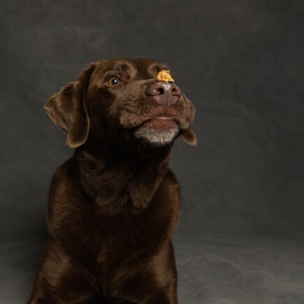compléments alimentaires chien